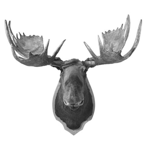 Image - Moose_head_500_6.gif